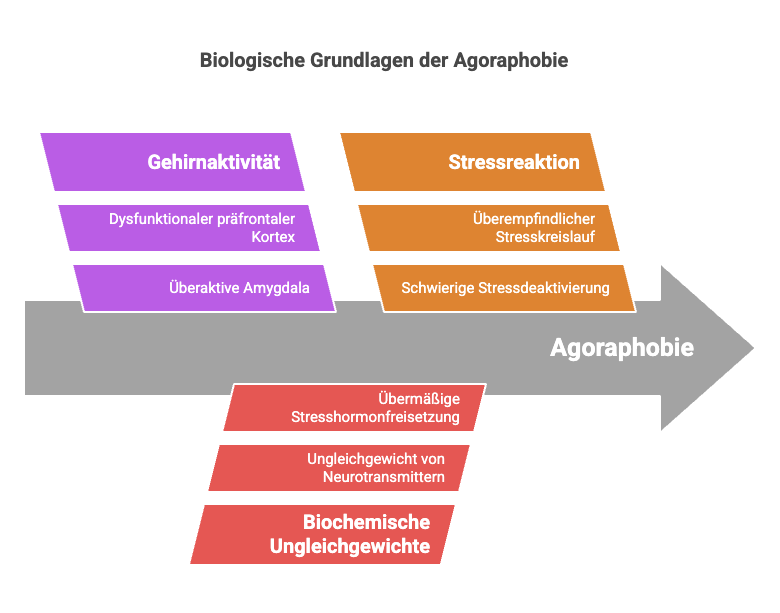 Flussdiagramm zu biologischen Grundlagen der Agoraphobie: Gehirnaktivität (dysfunktion. präfrontaler Kortex, überaktive Amygdala) führt über Stressreaktion (überempfindlicher Stresskreislauf, schwierige Stressdeaktivierung) und biochemische Ungleichgewichte (übermäßige Stresshormonfreisetzung, Ungleichgewicht Neurotransmitter) zu Agoraphobie.