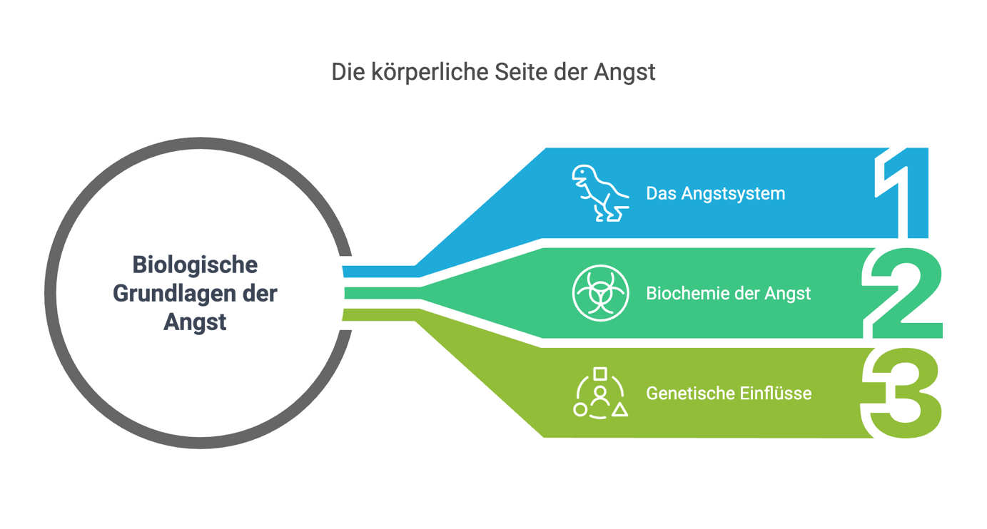 Infografik zeigt drei biologische Grundlagen der Angst bei Panikstörung: Angstsystem, Biochemie der Angst und genetische Einflüsse.